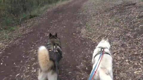 Huskies go for a hike at Glen Lomond Park