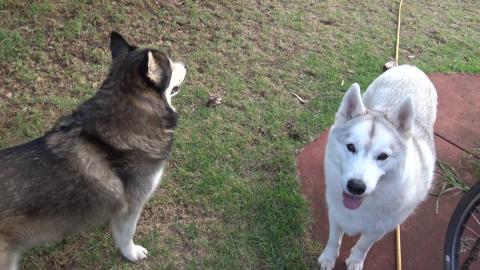 New sprinkler after Husky broke it wrestling