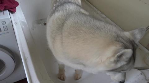 Puppy husky bath time. Test 2