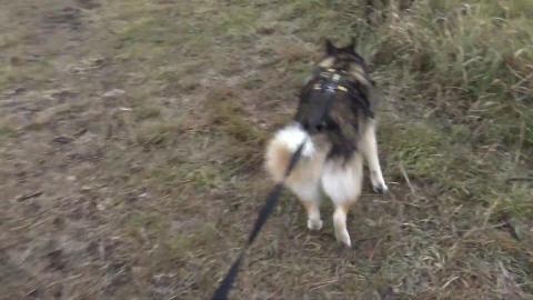 Hiking with a Husky & Malamute in a new spot