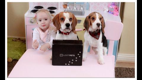 Cute Dogs and Baby do Lootpets Unboxing 