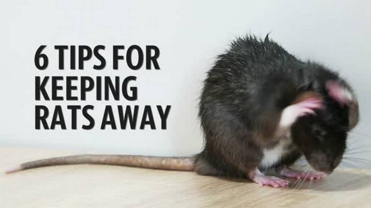 6 tips for keeping roof rats away | The State