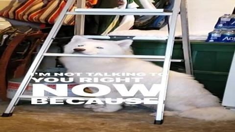 Best Guilt Trip Ever!