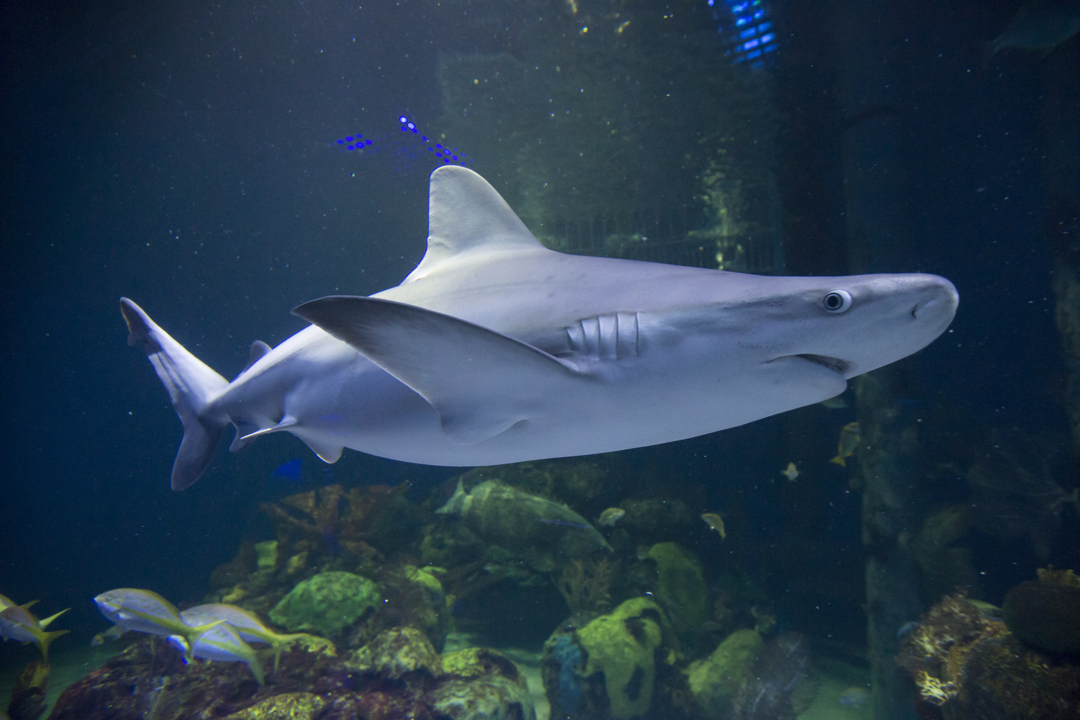 dive with sharks in Springfield missouri | The Wichita Eagle