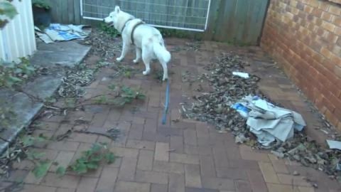 Husky girl collects her puppies for snuggles