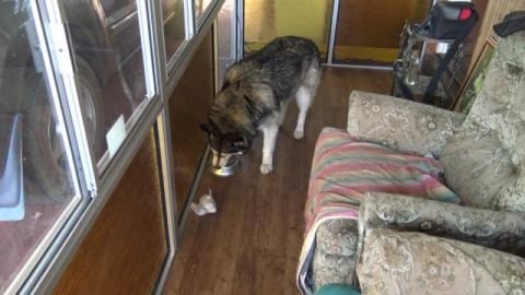 Bush-fire at Pechey forest and huskies being smoked