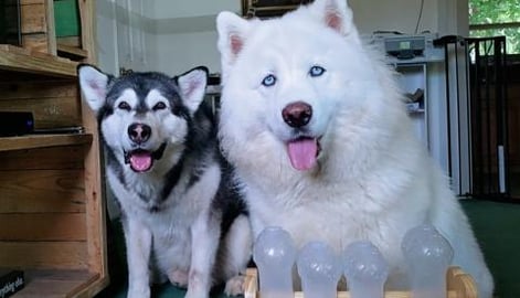 Malamute VS Husky IQ Test! Malamute Cheats! 