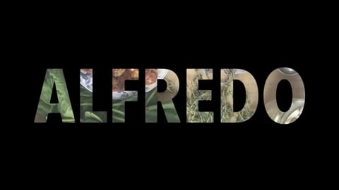 Dairy Free Alfredo Pasta