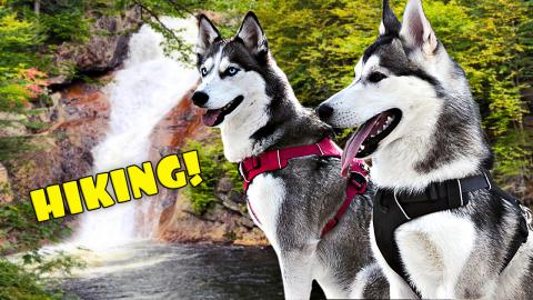 Hiking With My Huskies! | Funny Dogs Video