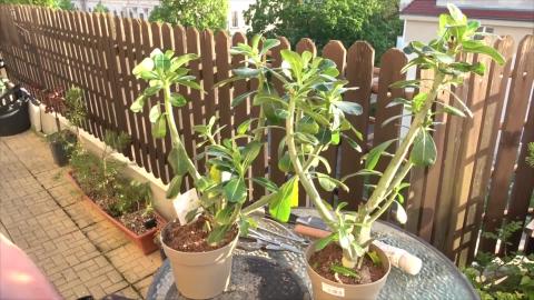 What to do when you buy a new Adenium and you want to mak...