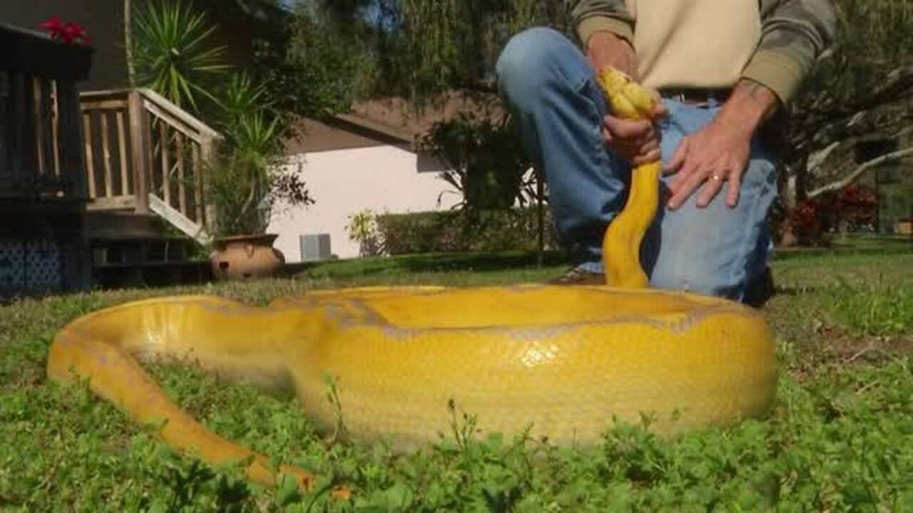 Homeowner finds giant python in his dock | Biloxi Sun Herald