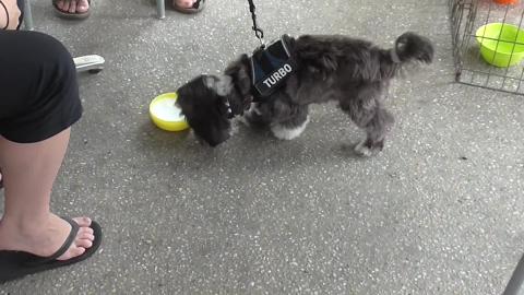 Turbo charged doggie having a puppucino