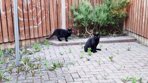 Watching Kitten Luna and Kitten Thor in the backyard