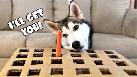 Hot Dog Challenge! | Funny Dogs Video