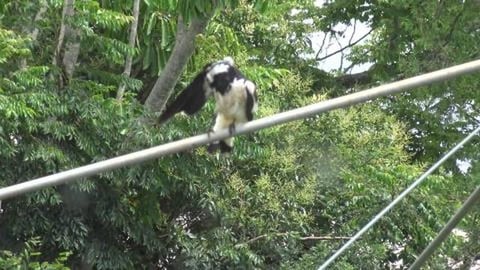 Bird uses Tikaani's pool as a bath tub & happy husky's en...