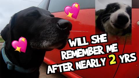 Percy the Labrador reunites with his first love Meggy Moo...