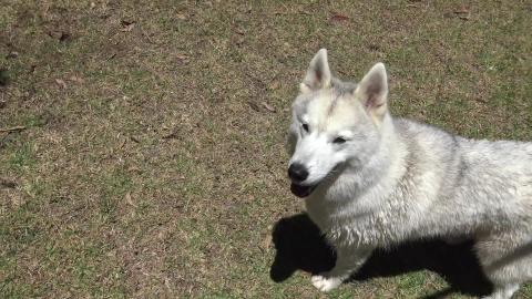 Husky's get Ice blocks after a bath