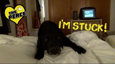 Percy getting on Bed