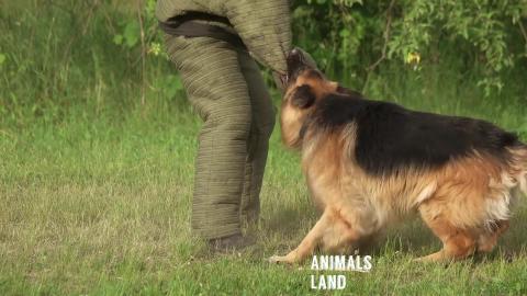 Dogs Training Video Compilation 05 Animals Land