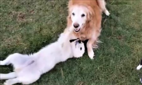 Old Dog Plays With Puppy!