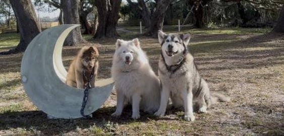 Telling Our Dogs They Are Going To Be Parents!