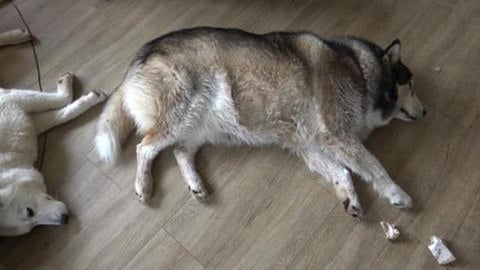 Malamute & Husky love watching what is going on outside