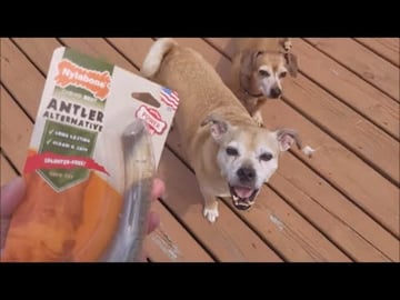 Buddy And Scooter Fight Over Their New Nylabone