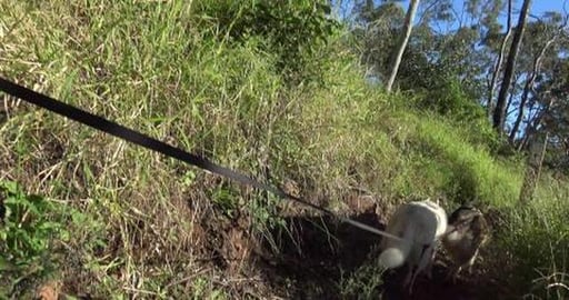 Finally managed to record a Kangaroo