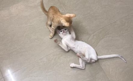 Fights Dishoom .... Dishoom..