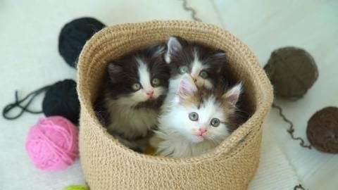 Kittens are Watching a Tennis Match (shorts)