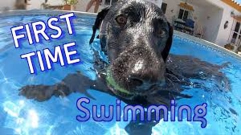 Percy the Labrador Enjoying himself in Spain