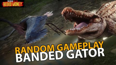 Random Gameplay Legendary Banded Gator in Red Dead Online...