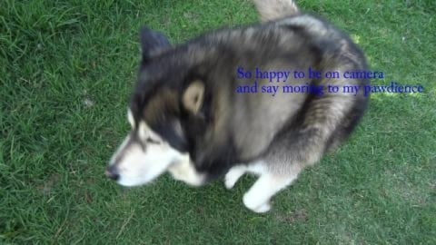 Possum pee's on husky, poor girl