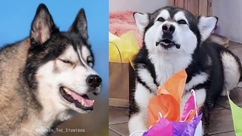 Treasure Hunt Exchange With K'eyush The Stunt Dog!