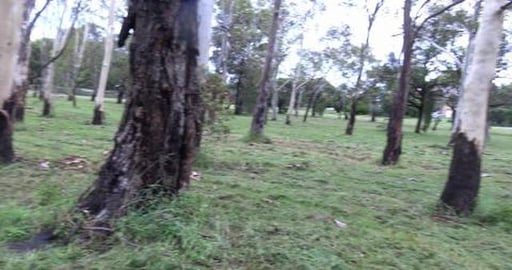Flowing creek, ignoring rabbits in the field & failed rol...