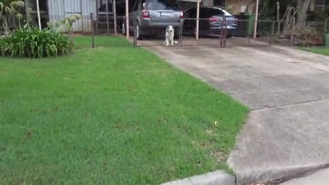 Husky Tikaani visits Malamute Moose & Samoyed Azure