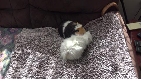 Guinea pigs just want to go to sleep but keep getting pat...