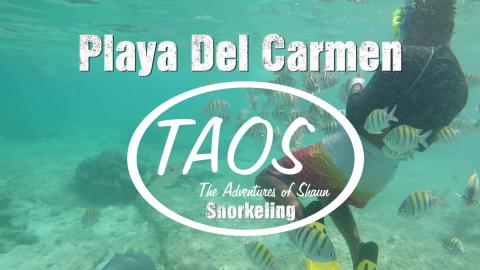 SWIMMING WITH SEA TURTLES AND STING RAYS