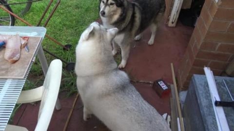 Now you see it, now you don't, Husky's perform disapearin...