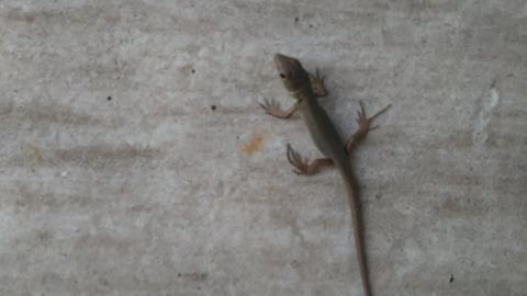 LIZARD 2