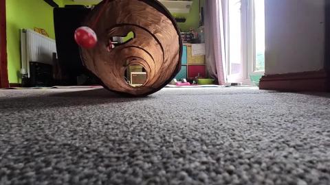 Daily dose of kitten