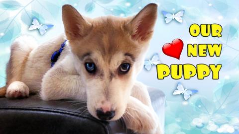 We Got A New PUPPY: Husky Puppy First Day Home! | Funny D...