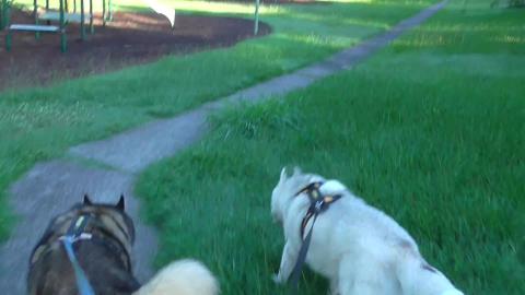 The Aussie flag is flying during our Malamute & Husky wal...
