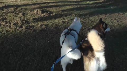 A boxer saying hi to Huskies   Raticulous