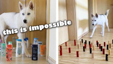 Dog Freezes at the Door! She doesn't know how to handle t...