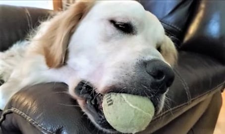 Dog Falls Asleep With Tennis Ball In Mouth!