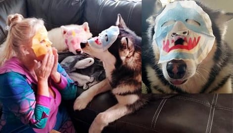 Husky & Malamute Wear Face Masks! Husky Is So Excited She...