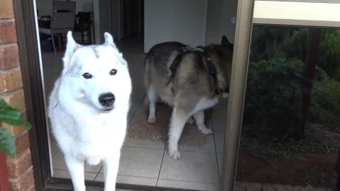 Supervised by Husky doing garden work at moms