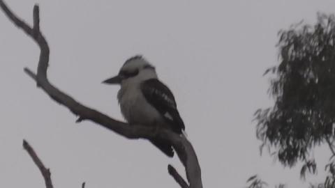 Kookaburra in the old gum tree & foggy walk for huskies