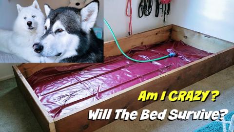 Getting My Dogs A Waterbed | I Must Be Crazy
